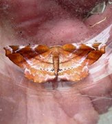 Lilac Beauty (Apeira syringaria)