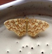 Small Yellow Wave (Hydrelia flammeolaria)