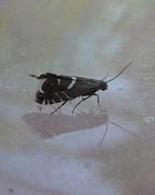 Stonecrop Fanner (Glyphipterix equitella)