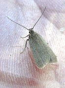 Ash-coloured Sober (Acompsia cinerella)