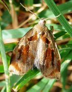 Brown Oak Tortrix (Archips crataegana)