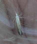 Forest Case-bearer (Coleophora ibipennella)