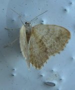 Dingy Shell (Euchoeca nebulata)