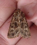 Nettnellikfly (Sideridis reticulata)