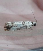 Marbled Bell (Eucosma campoliliana)