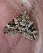 Broken-barred Carpet (Electrophaes corylata)