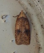 Angelica Flat-body (Agonopterix angelicella)