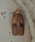 Agonopterix angelicella