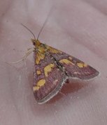 Common Purple & Gold (Pyrausta purpuralis)