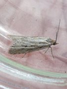 Dotted Shade (Eana osseana)