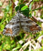 Manchester Treble-bar (Carsia sororiata)