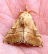 The Lackey (Malacosoma neustria)