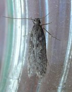 Grey Sallow Groundling (Gelechia muscosella)
