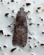 Dotted Oak Knot-horn (Phycita roborella)