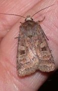 Fen Square-spot (Diarsia florida)