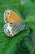 Pearly Heath (Coenonympha arcania)