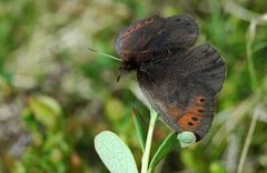 Dewy Ringlet (Erebia pandrose)