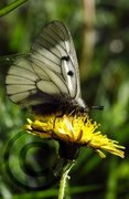Clouded Apollo (Parnassius mnemosyne)
