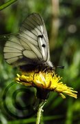 Mnemosynesommerfugl (Parnassius mnemosyne)