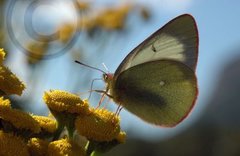 Moorland Clouded Yellow (Colias palaeno)