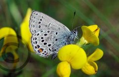 Myrblåvinge (Plebejus optilete)