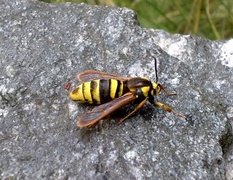 Hornet Moth (Sesia apiformis)