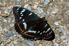 Poplar Admiral (Limenitis populi)