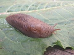 Boakjølsnegl (Limax maximus)