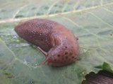 Boakjølsnegl (Limax maximus)