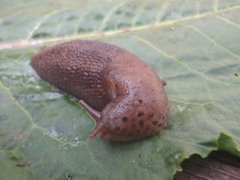 Giant Garden Slug (Limax maximus)