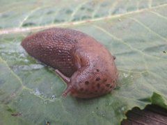 Boakjølsnegl (Limax maximus)