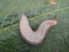 Giant Garden Slug (Limax maximus)