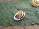 Hagesnegl (Cepaea hortensis)