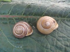 White-lipped Gardensnail (Cepaea hortensis)