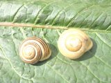 Hagesnegl (Cepaea hortensis)