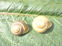 White-lipped Gardensnail (Cepaea hortensis)
