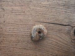 Garlic Glass-snail (Oxychilus allarius)