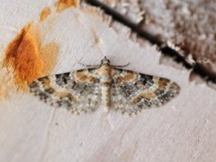 Revebjelledvergmåler (Eupithecia pulchellata)