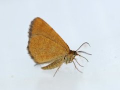 Rannoch Looper (Macaria brunneata)