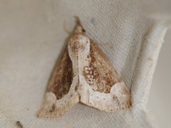 Beautiful Snout (Hypena crassalis)