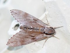 Pine Hawk-moth (Sphinx pinastri)