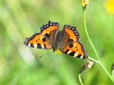 Neslesommerfugl (Aglais urticae)