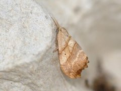 Scalloped Hook-tip (Falcaria lacertinaria)