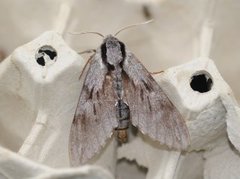 Pine Hawk-moth (Sphinx pinastri)