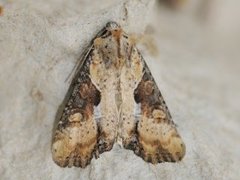 Double Lobed (Lateroligia ophiogramma)