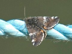 Orange Underwing (Archiearis parthenias)
