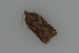 Granflatvikler (Acleris abietana)