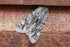Rannoch Sprawler (Brachionycha nubeculosa)