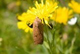 Hagebåndfly (Noctua pronuba)