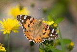 Tistelsommerfugl (Vanessa cardui)